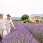 Discovering the Lavender Fields of Provence: A Senior’s Retreat - guide